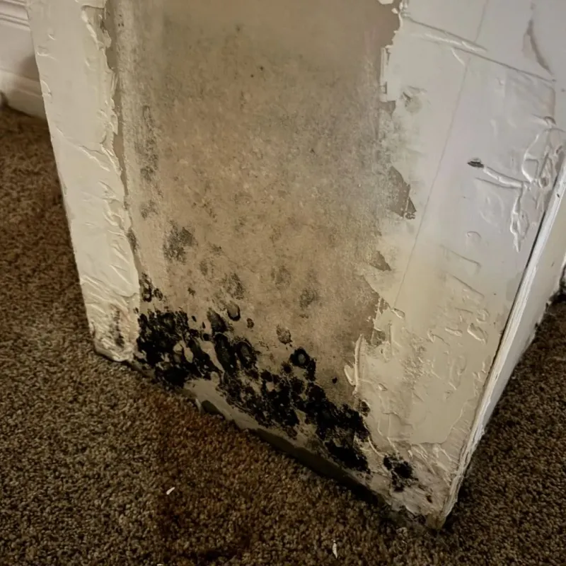 Professional Mold Removal in Sumter County, GA